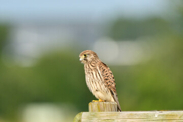Turmfalke
