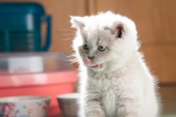 portrait of scottish fold kitten stick out tongue