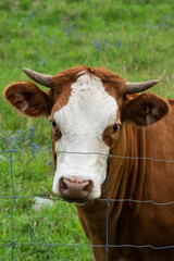 Naklejka na ściany i meble Bull in a field looking through a metal fence