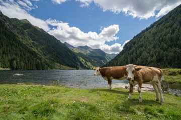 Fototapeta na wymiar Kühe an einem Bergsee