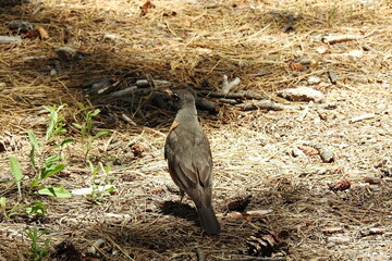 American robin enjoying a beautiful day, in the Kaibab National Forest, Coconino County, Arizona.