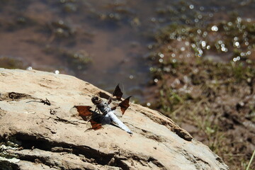 A common whitetail dragonfly relaxing on a rock at Dogtown Lake, in the Kaibab National Forest, Williams, Coconino County, Arizona.