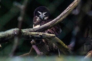 widlife nature animals wild