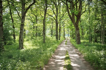 Single lane rural road (alley, pathway) in a green summer forest park. Deciduous trees, plants....