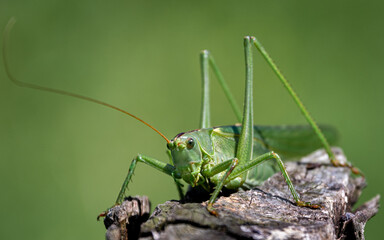 Tettigonia viridissima, Saltamontes verde, plagas