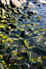 Green rocks in seawater in Northern Ireland