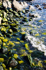 Green rocks covered by wave in Northern Irish coast