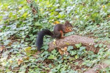 Obraz premium Beautiful squirrel sitting on tree root with nut in paws. Wildlife mammal animal in wild forest. Cute shy rodent creature in nature environment collecting and hiding acorns in summer autumn