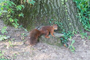 Beautiful squirrel sitting at tree trunk hiding nut in hide. Wildlife mammal animal in wild forest....