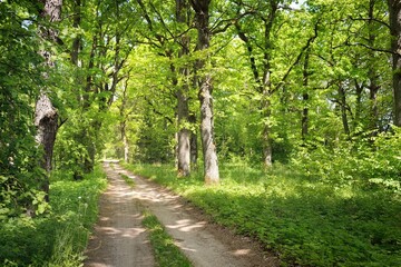 Single lane rural road (alley, pathway) in a green summer forest park. Deciduous trees, plants....