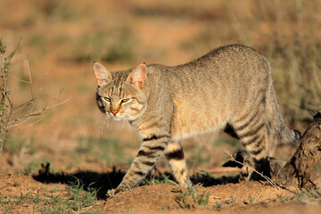 African wild cat (Felis silvestris lybica) in natural habitat, Kalahari desert, South Africa. - obrazy, fototapety, plakaty