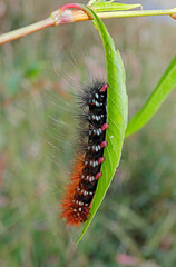 Close-up of a hairy caterpillar sitting on a leaf in natural environment.