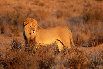 Big male African lion (Panthera leo), Kalahari desert, South Africa