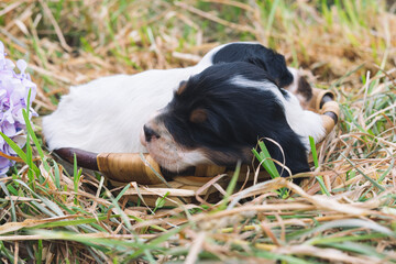 Two cute English setter puppies sleeping in a basket on grass. Copy space.