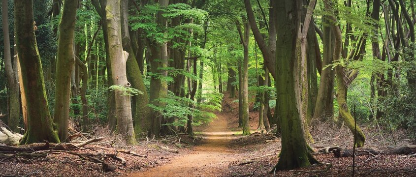 Pathway (natural tunnel) in Veluwe national park, Netherlands. Mighty deciduous beech trees, roots, carpet of golden autumn leaves. Spring forest. Picturesque panoramic scenery. Nature, environment