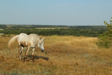 White horse in a meadow against a background of blue sky, space and fields. White horse grazing in the meadow