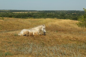 White horse in a meadow against a background of blue sky, space and fields. White horse grazing in the meadow