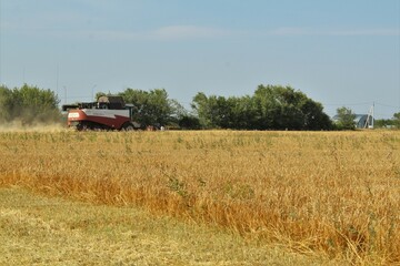 Wheat field, harvesting wheat, harvester in the field