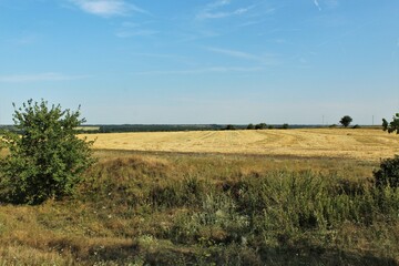 Fototapeta na wymiar Wheat field, harvesting wheat, harvester in the field