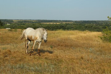 White horse in a meadow against a background of blue sky, space and fields. White horse grazing in the meadow