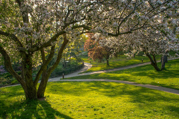 A cherry blossom tree stands in the foreground, framing a network of walkways leading through the lush greenery of High Park in Toronto, Ontario.