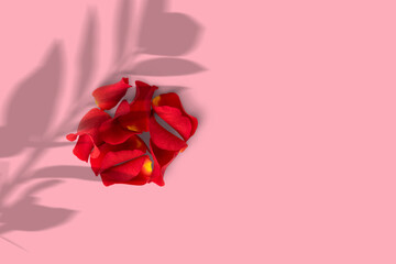 Close-up of red rose petals isolated on pink background.