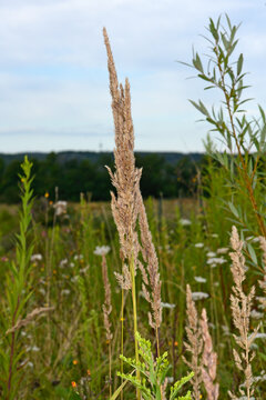 Land-Reitgras // wood small-reed, bushgrass (Calamagrostis epigejos)