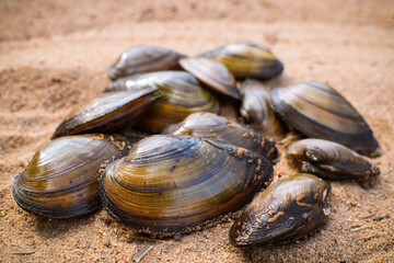 Brown wet mussels lying in heap on the sand, sea food.