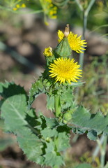 Yellow thistle (lat. Sonchus oleraceus) grows in the wild