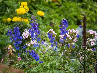 Delphinium and other flowers in a flower bed in the garden