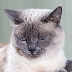 Portrait of a Thai cat with blue eyes and expressive eyes.