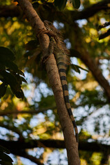 iguana on the tree