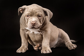 Fototapeta na wymiar A liliac American bully puppy with uncut ears.
