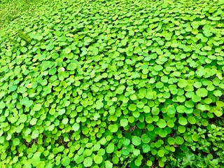 background of green leaves