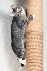 A striped mongrel kitten climbs a pole with a jute rope