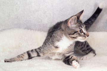 Fototapeta na wymiar A striped mongrel kitten lies at home on a gray mat. Close-up, selective focus