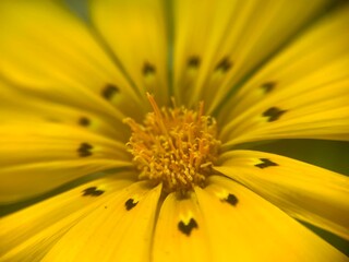 close up of yellow flower