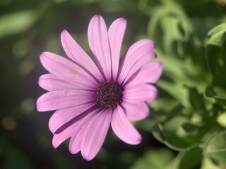 close up of pink flower