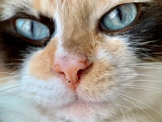 close up of a cat