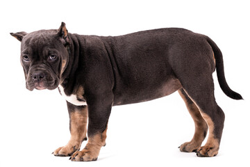A puppy of the American Bully breed of the tricolor color. A newly created companion dog breed in the United States.