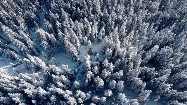 Droneshot aerial view of the winter firtree forest covered with snow