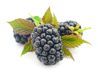 Closeup shot of fresh blackberries.