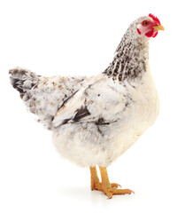 white hen isolated.
