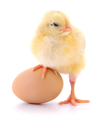 Fototapeta premium Chicken and egg.