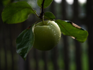 Zielone jabłko na drzewie, jabłonka, gałąź i liście, natura, rosa