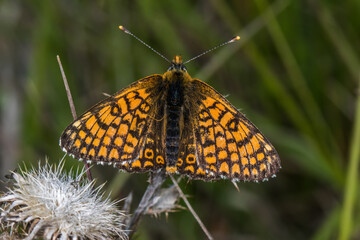 Glanville fritillary (Melitaea cinxia)
