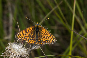 Glanville fritillary (Melitaea cinxia)
