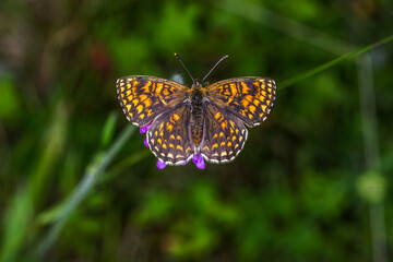 Heath fritillary (Melitaea athalia)