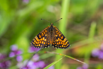 Heath fritillary (Melitaea athalia)