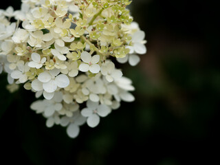 kwiaty białej hortensji, ciemne tło 